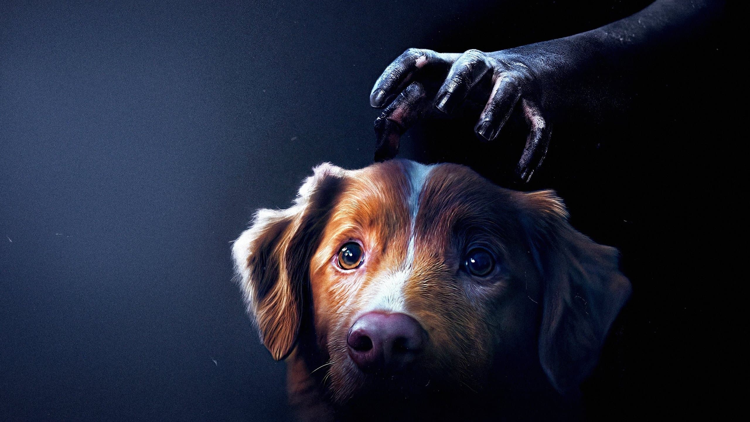 Good Boy