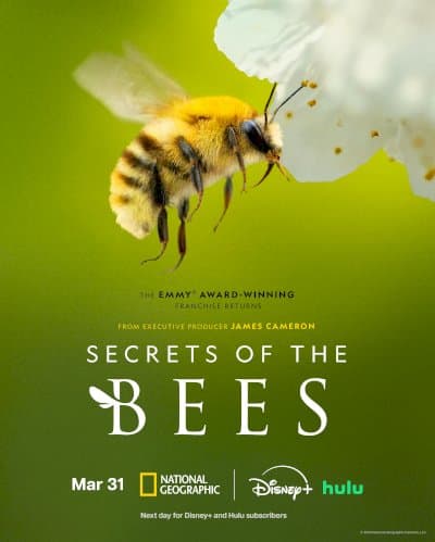 Secrets of the Bees
